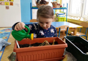 Dziewczynka podlewa rośliny posadzone w doniczce.