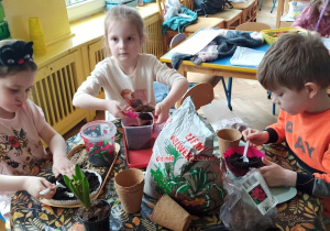 Dzieci sadzą w cebulki kwiatów w ''ogródku grupy Żabek"