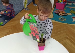 Chłopiec podlewa kwiat, umieszczony w doniczce