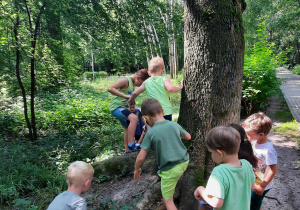 Dzieci oglądają drzewo -,,czarodziejskie drzewo"