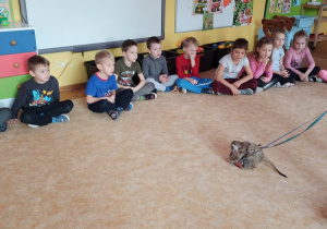 Dzieci siedzące na dywanie obserwują surykatki
